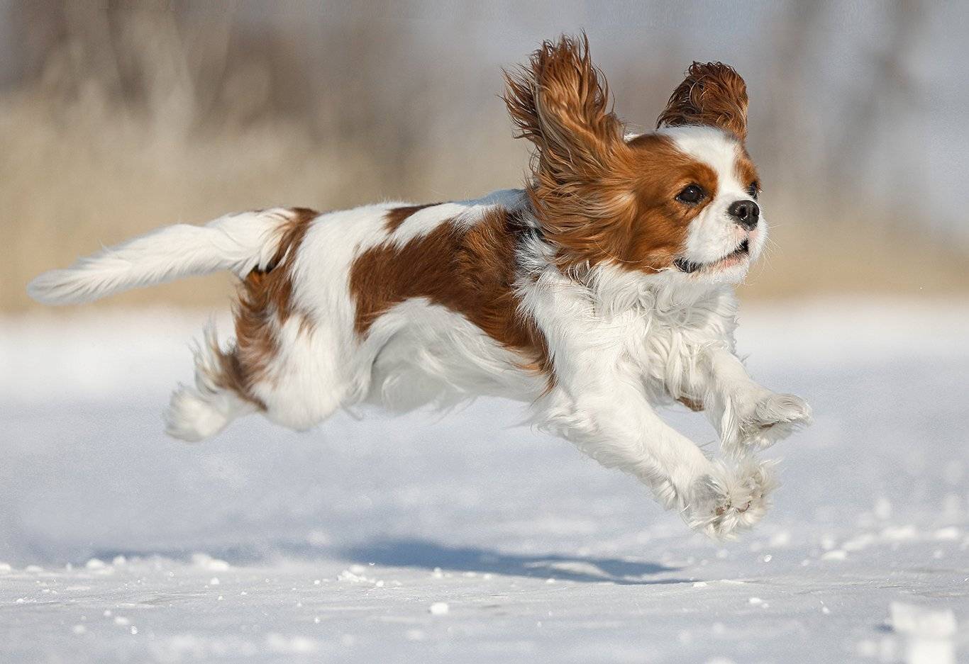 , Андрей Ершов