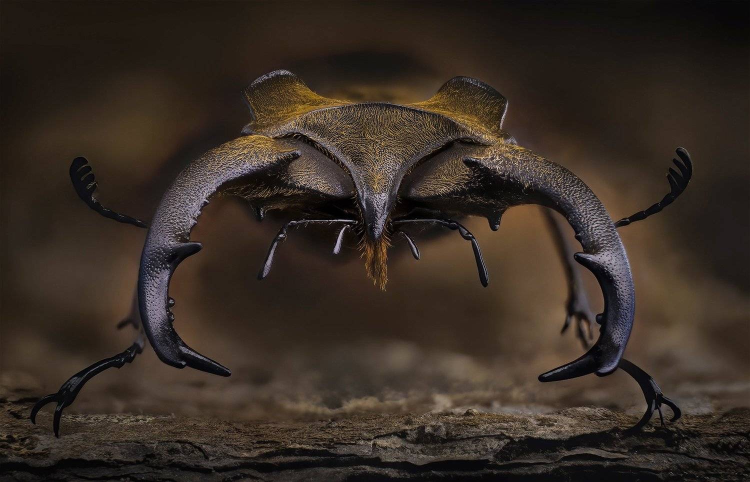 lucanus sericeus, lucanidae, Eugenijus Kavaliauskas