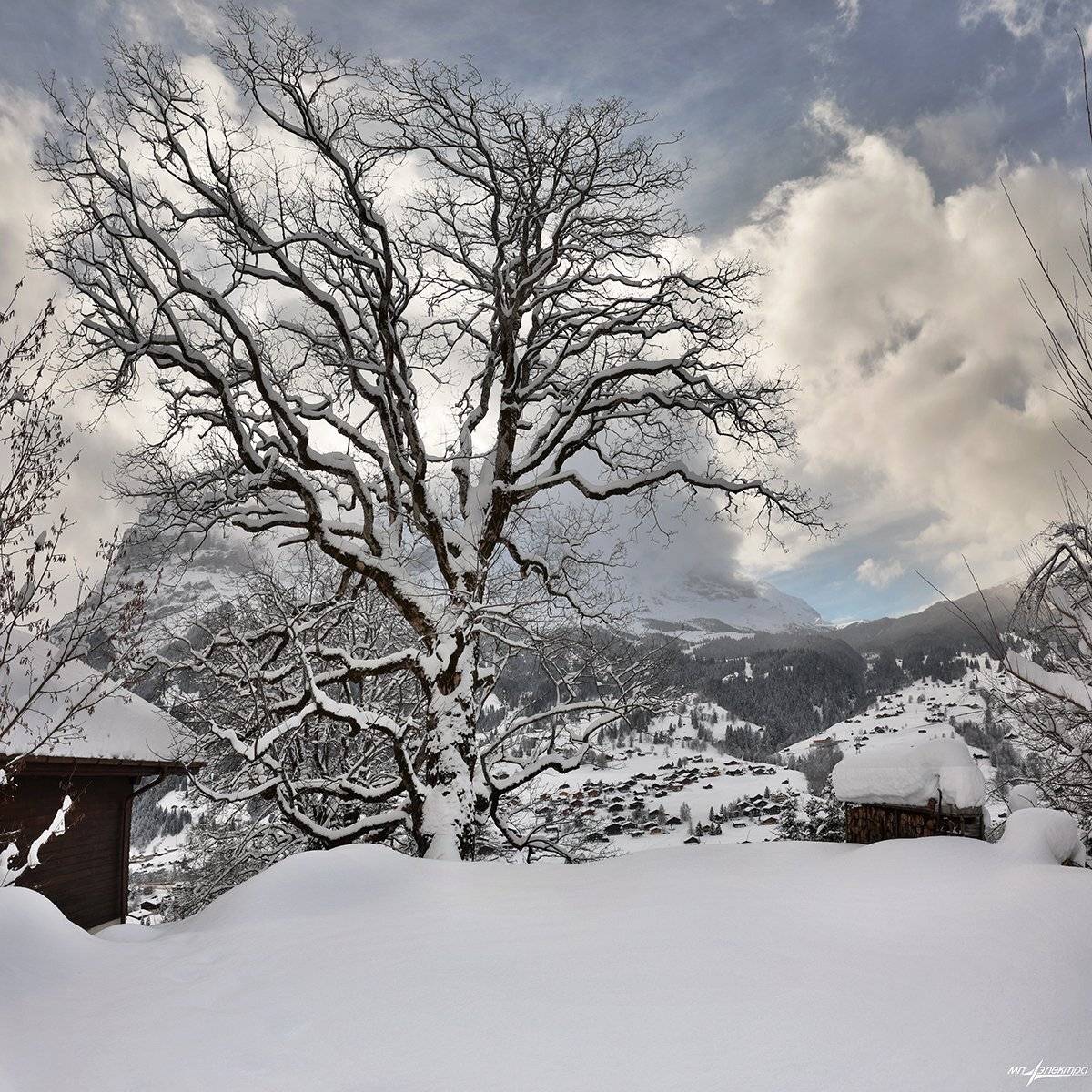 swiss, Матвеев Николай