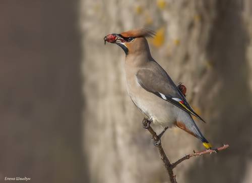 Bohemian waxwing