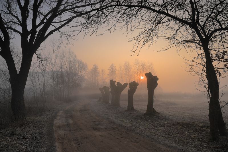 sunrise, morning, sun, mist, fog, road, tree, village, mood, willow, spring, Under the arcades фото превью