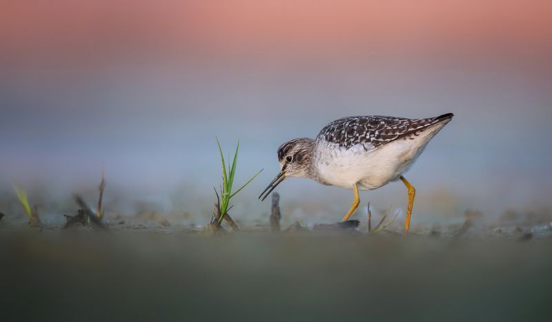 łęczak фото превью