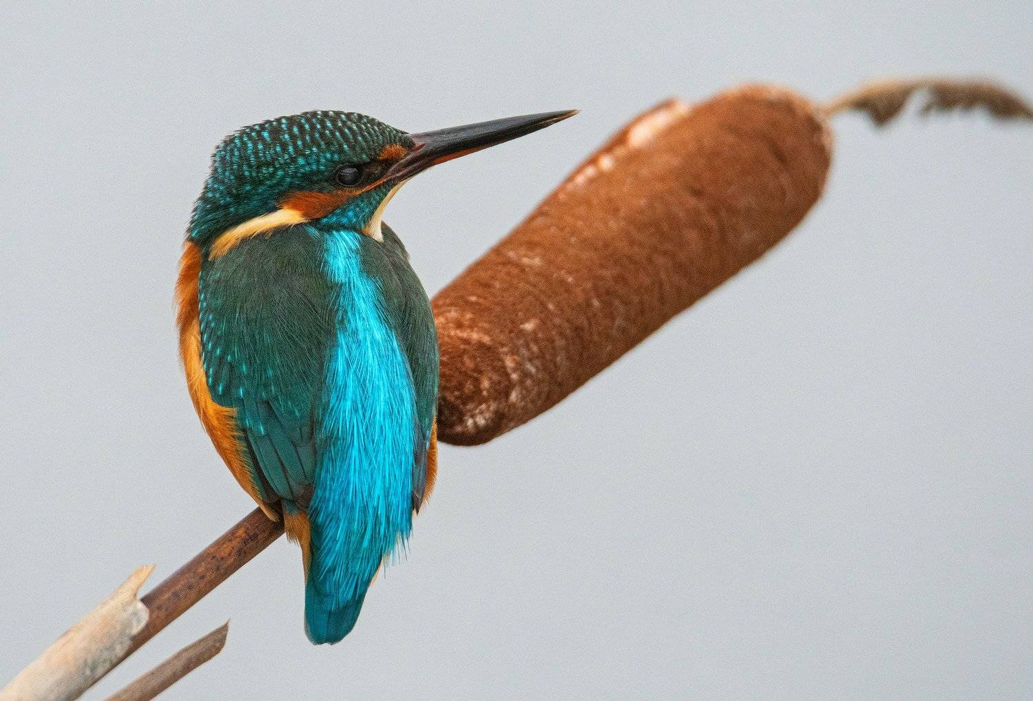 птица зимородок, Руслан Сигушин