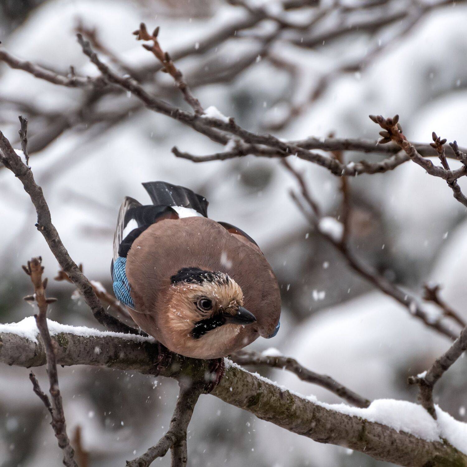 сойка, Алексей Рыльский