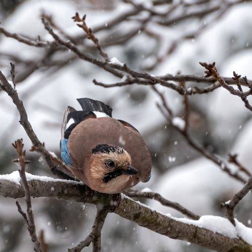 Про мартовскую сойку