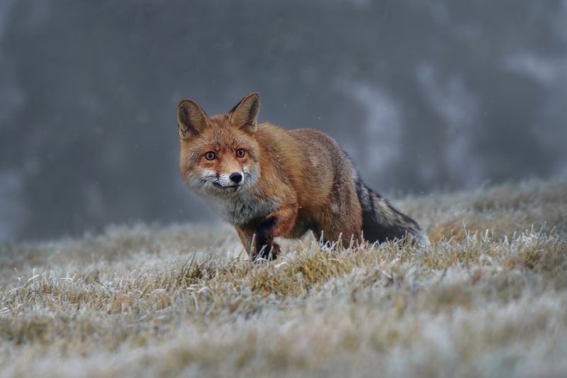 Red fox фото превью