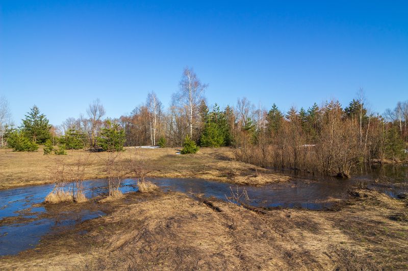 лес, весна, природа, ручей  фото превью