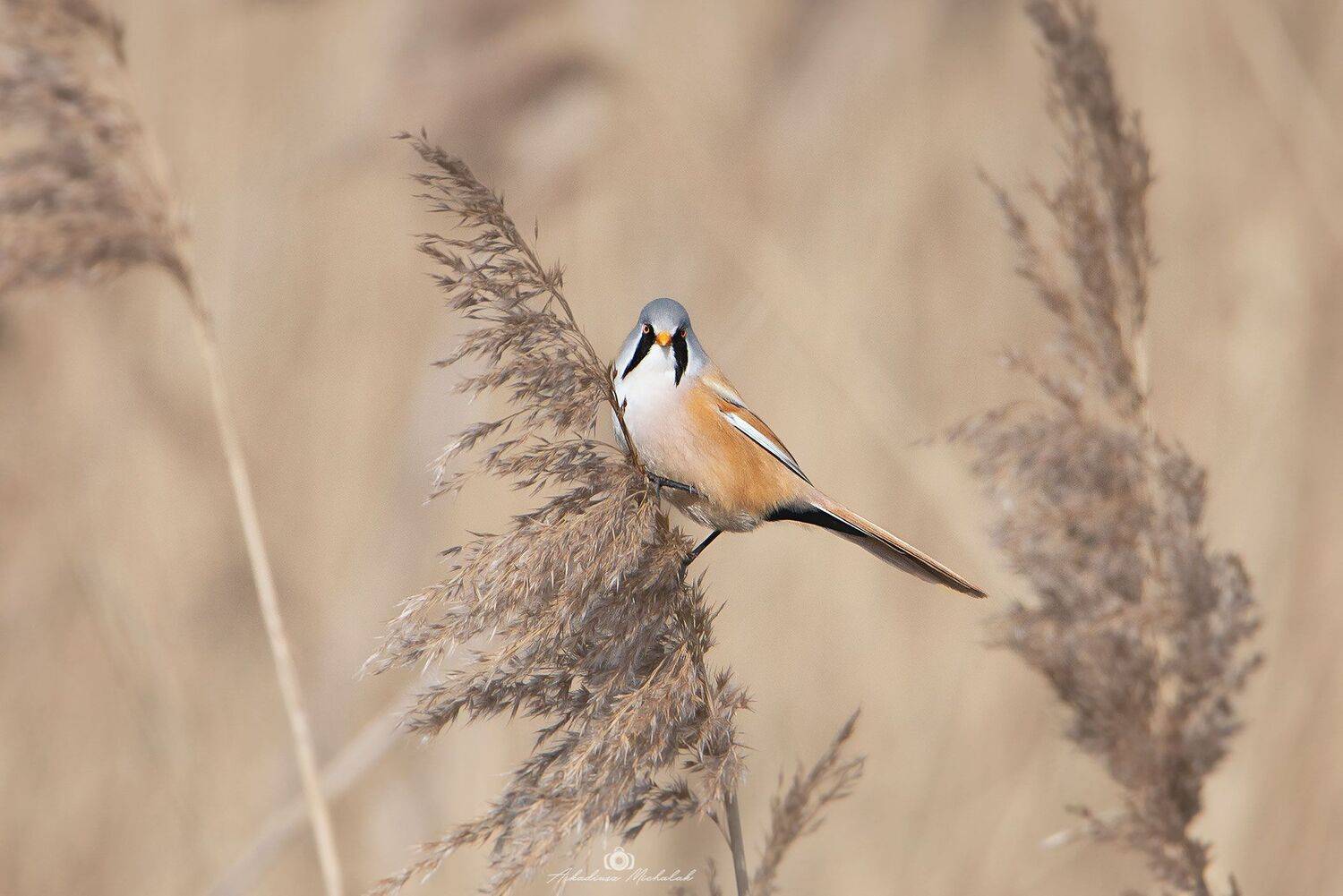 , Arkadiusz Michalak