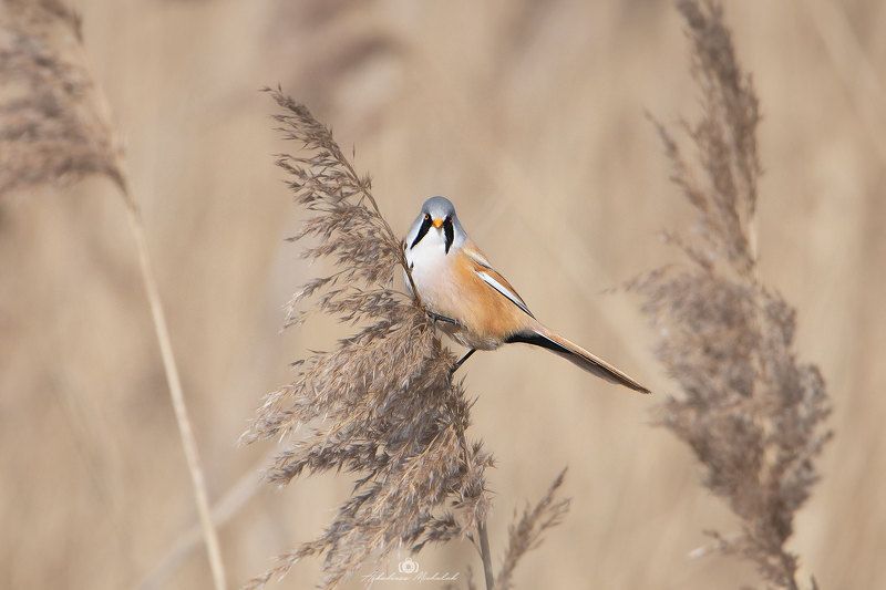Wąsatka (Panurus biarmicus) фото превью