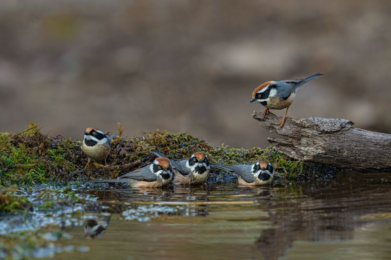 #birds Yep Hurry.......! фото превью