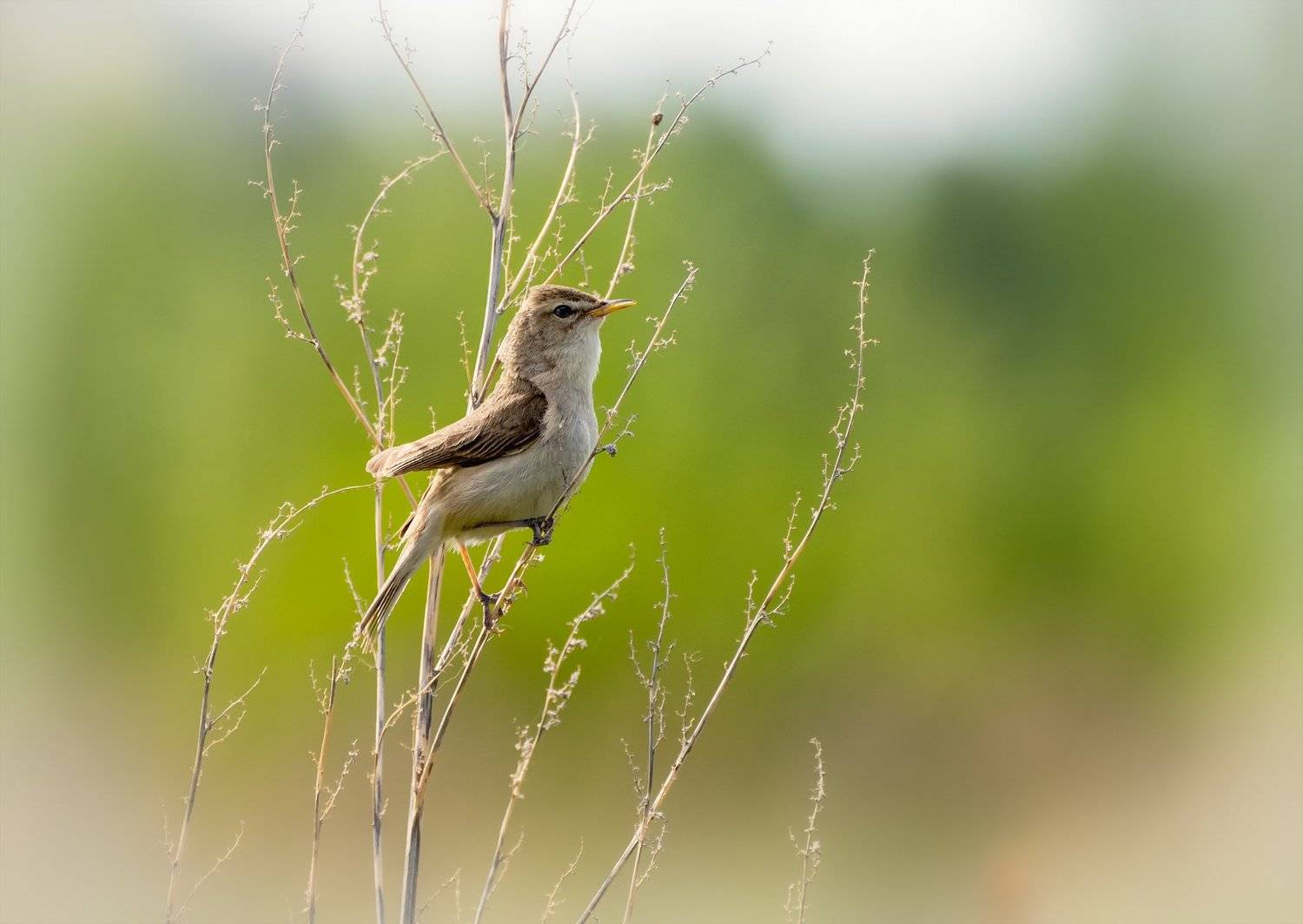 птица, северная бормотушка,, Марина Мочалова