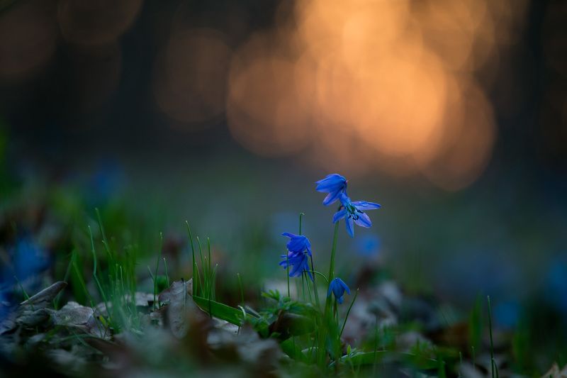 пролеска, первоцветы, цветы, flowers, primulas, scilla siberica Пролеска сибирская фото превью