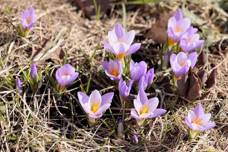 крокусы, весна, природа Крокусы фото превью