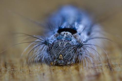 Инопланетянка