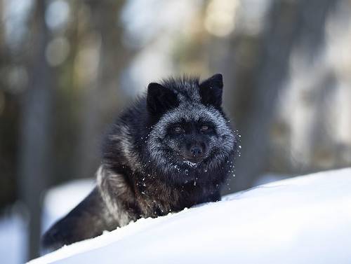 Лиса на охоте