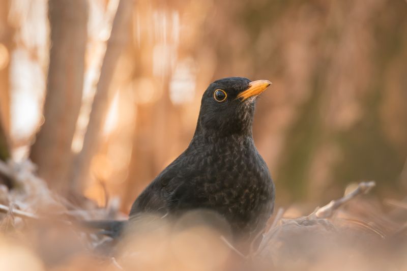 чёрный дрозд,  turdus merula, птица на закате, лесная птица, чёрная птица, жёлтый клюв, портрет птицы, крупный план птицы, оранжевый, птицы россии, птицы подмосковья, одинцовский городской округ Причина лесного шороха фото превью