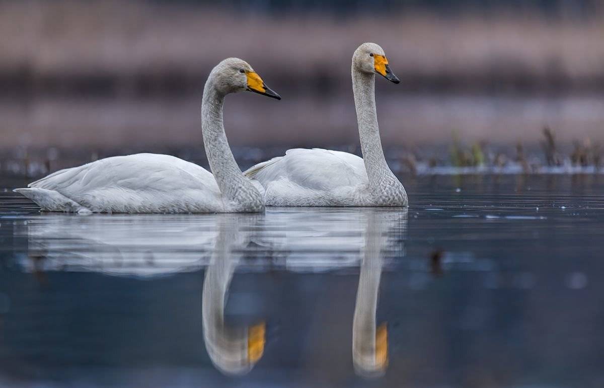 , Sławek Przybylski