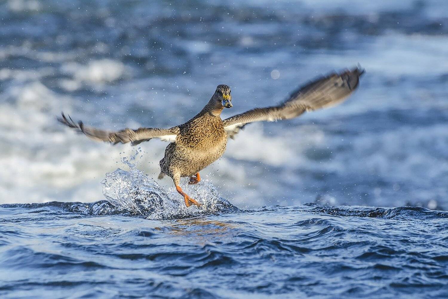 птица, утка, кряква, Михаил Агеев