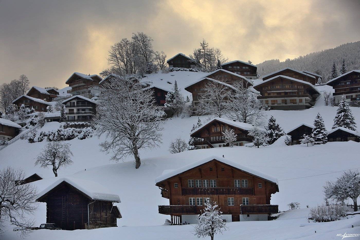 swiss, Матвеев Николай