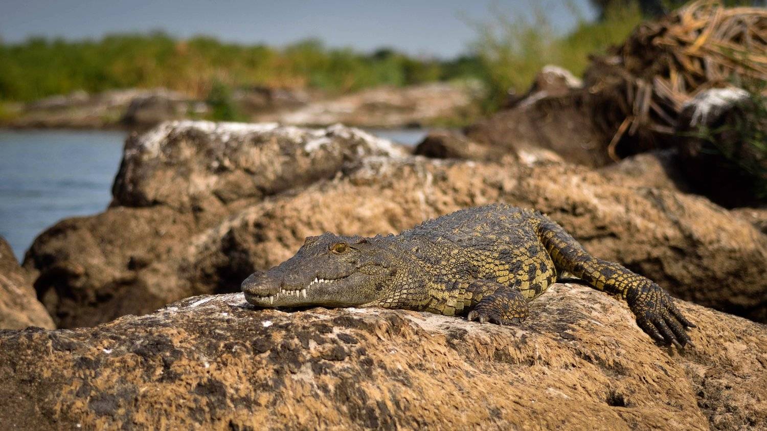 крокодил, нильский крокодил, африка, зимбабве, замбия, ботсвана, рыбалка, замбези, река, животные, wildife, wildife photograpy, africa, safari, nikon, nikon russia, crocodile, croc, fishing, Дмитрий Николаев