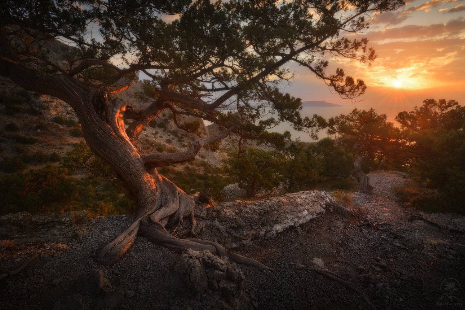 крым, горы, море, дерево, Анатолий Гордиенко