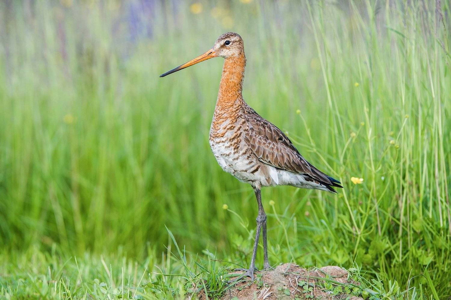 , Сумников Алексей