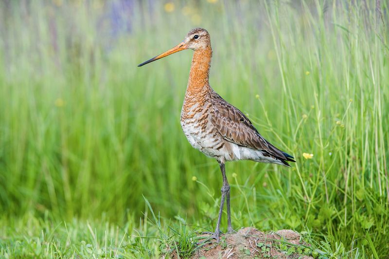Большой веретенник. фото превью