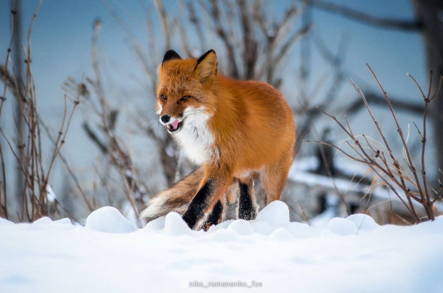 лиса, лисы, животные, снег, зима, animals, fox, foxes, animal, лис, red fox, forest, лес, Вероника Романенко
