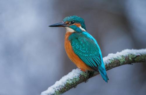 Обыкновенный зимородок (Alcedo atthis). 