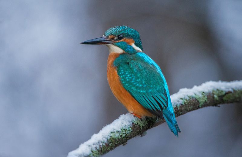 Обыкновенный зимородок, Alcedo atthis Обыкновенный зимородок (Alcedo atthis).  фото превью