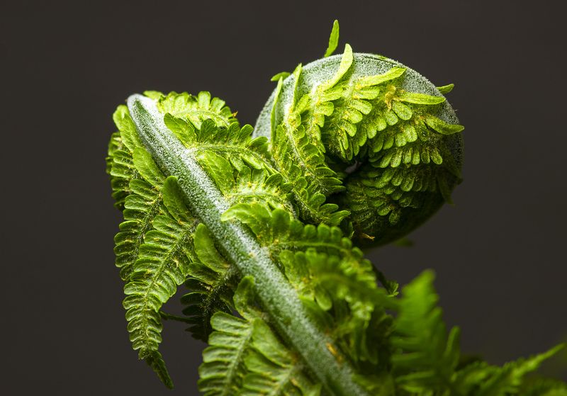 макро, растения. папоротник, нежность,природа Нежность фото превью