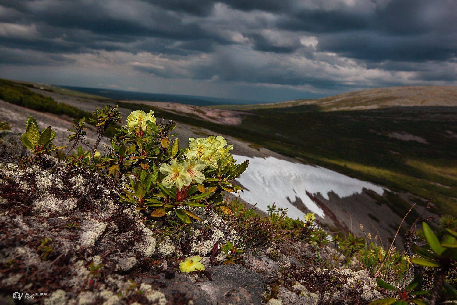 Рододендрон, цветы, якутия, тайга, сибирь, дальний восток, снег, лето, Зарышнюк Роман