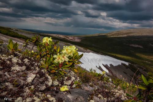 Рододендрон