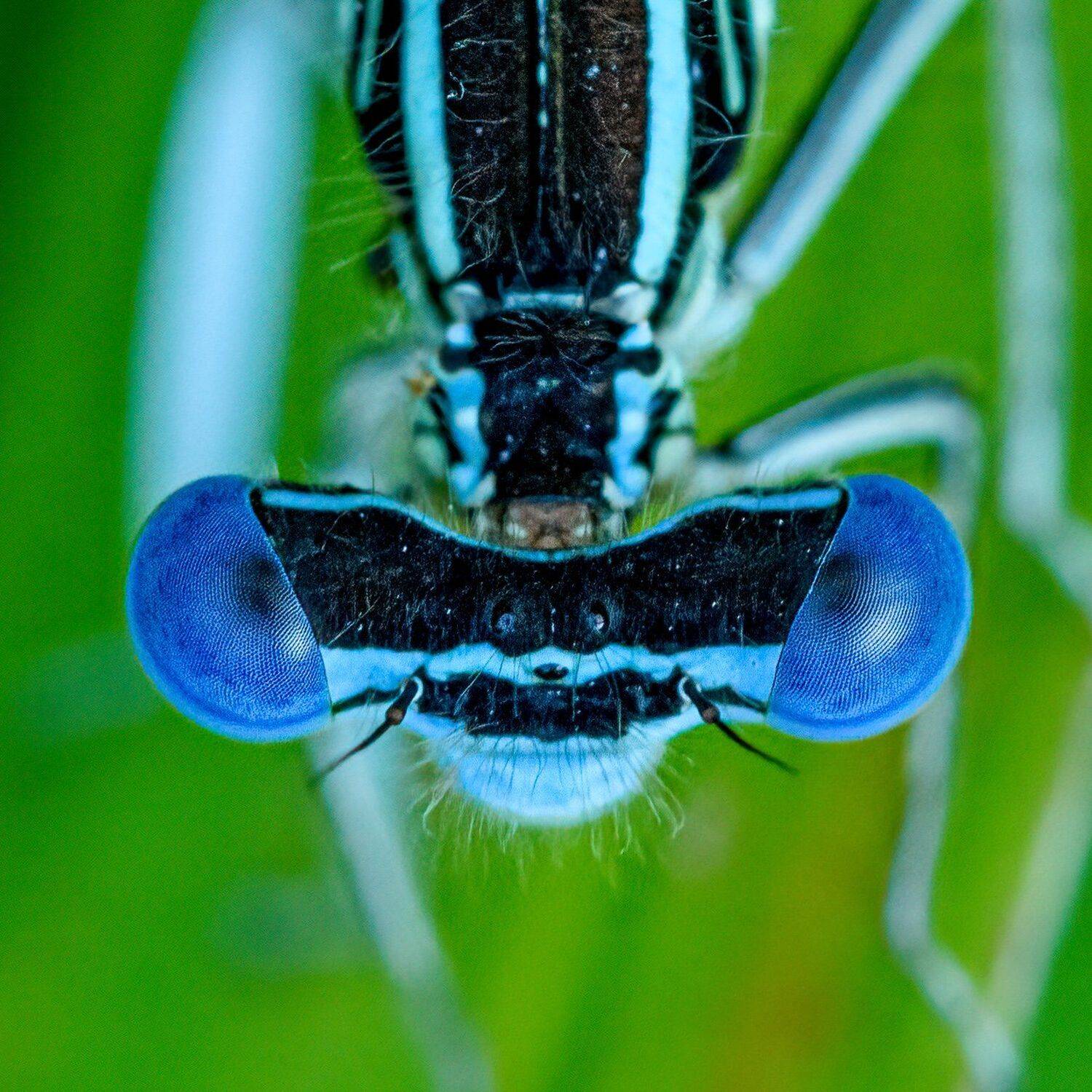 damselfly, insect, macro, nature, dragonfly,eyes,  Mykhailo