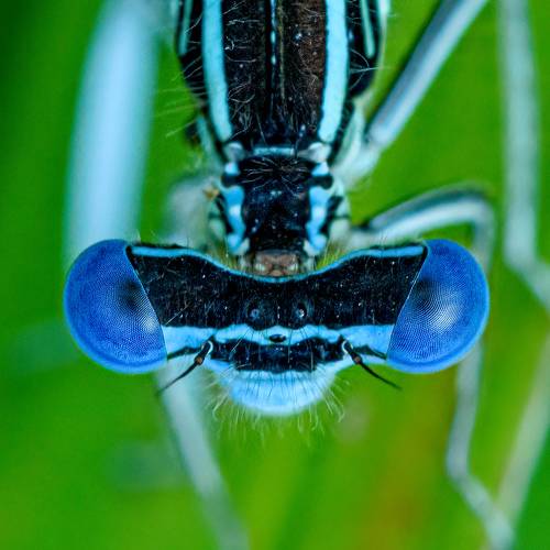 Damselfly's eyes