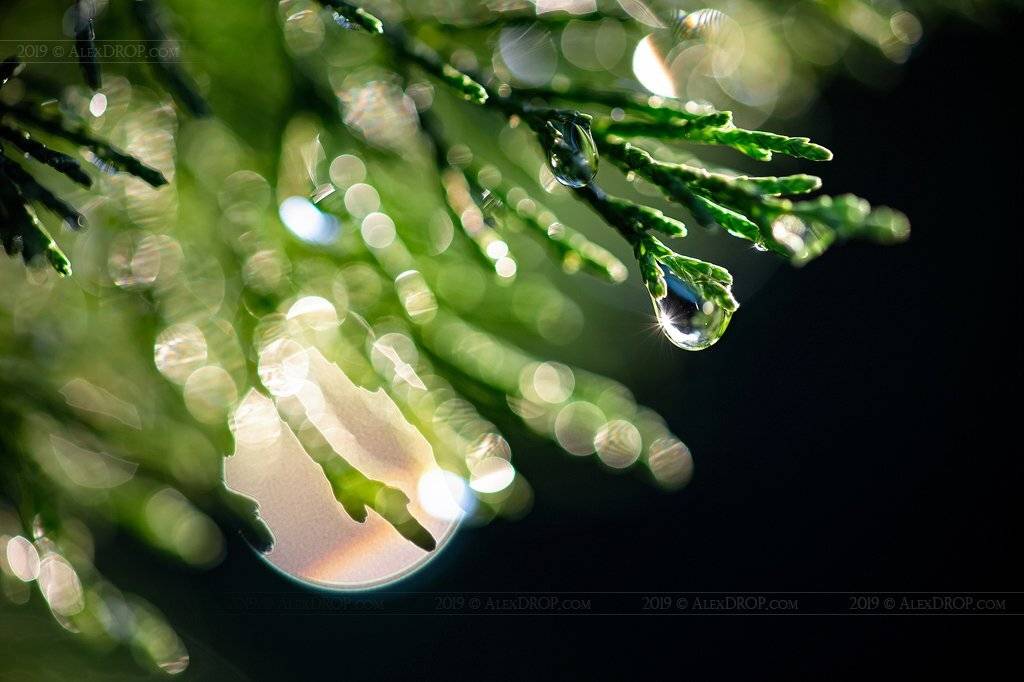 canon, color, postcard, picturesque, floral, leef, sunray, dew, close up, morning, drop, reflection, bokeh, zeiss, carl zeiss, macro, макро, цейс, роса, утро, капля, лучи, бокэ, AlexDROP