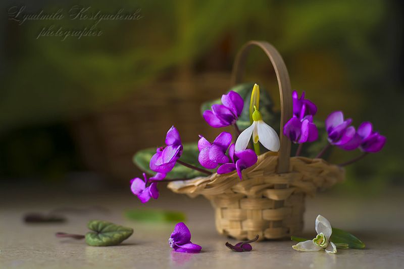 художественное фото,натюрморт,букет с цветами,цикламены. Цикламены из моего сада. фото превью