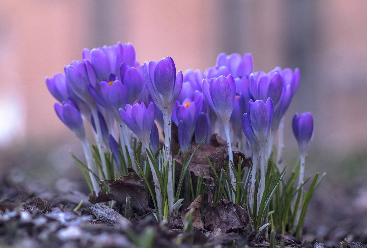 макро,природа,цветы,крокусы,флора,весна,, Антонина Яновска