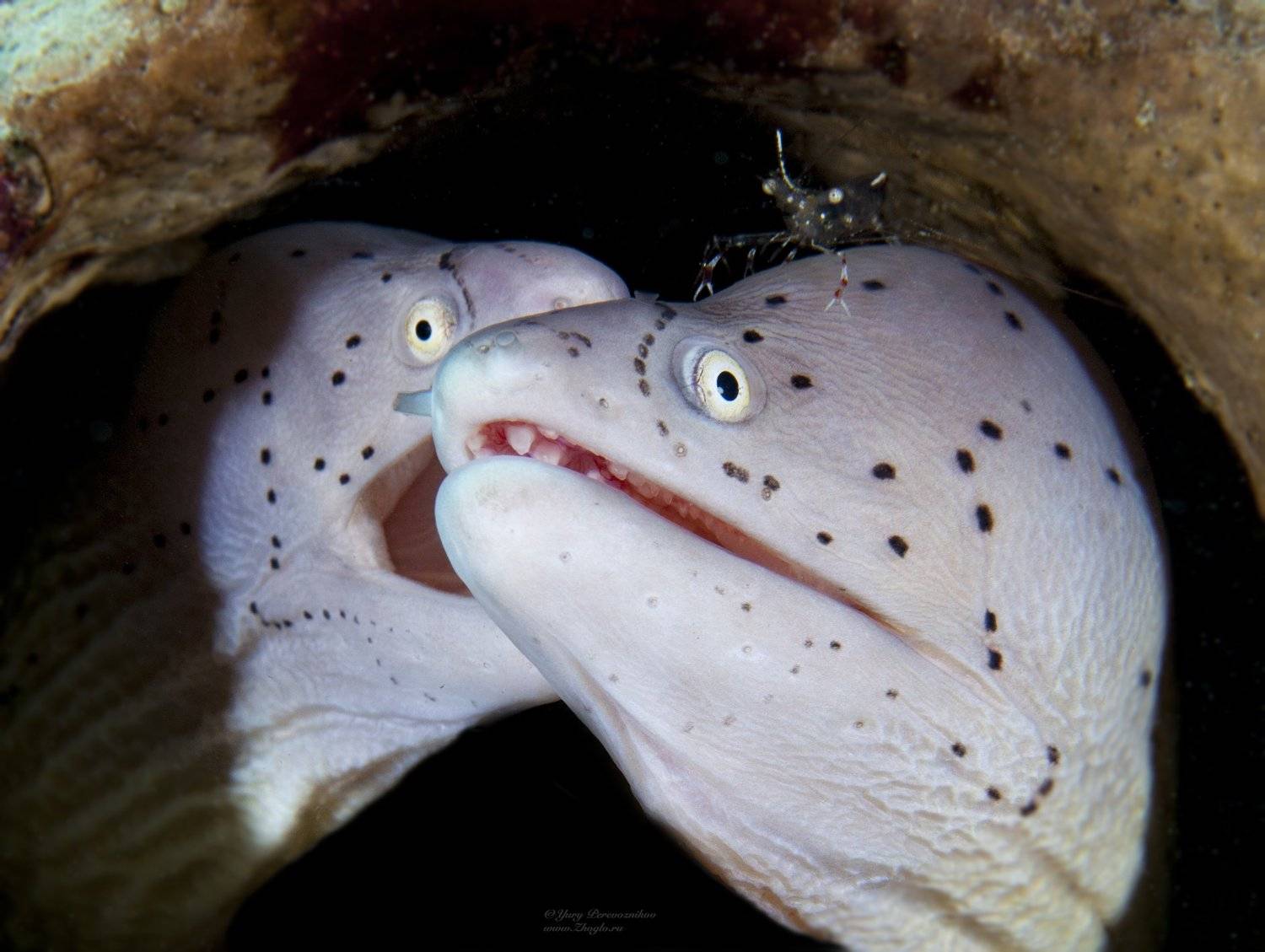 подводный мир подводное фото , Юрий Перевозников