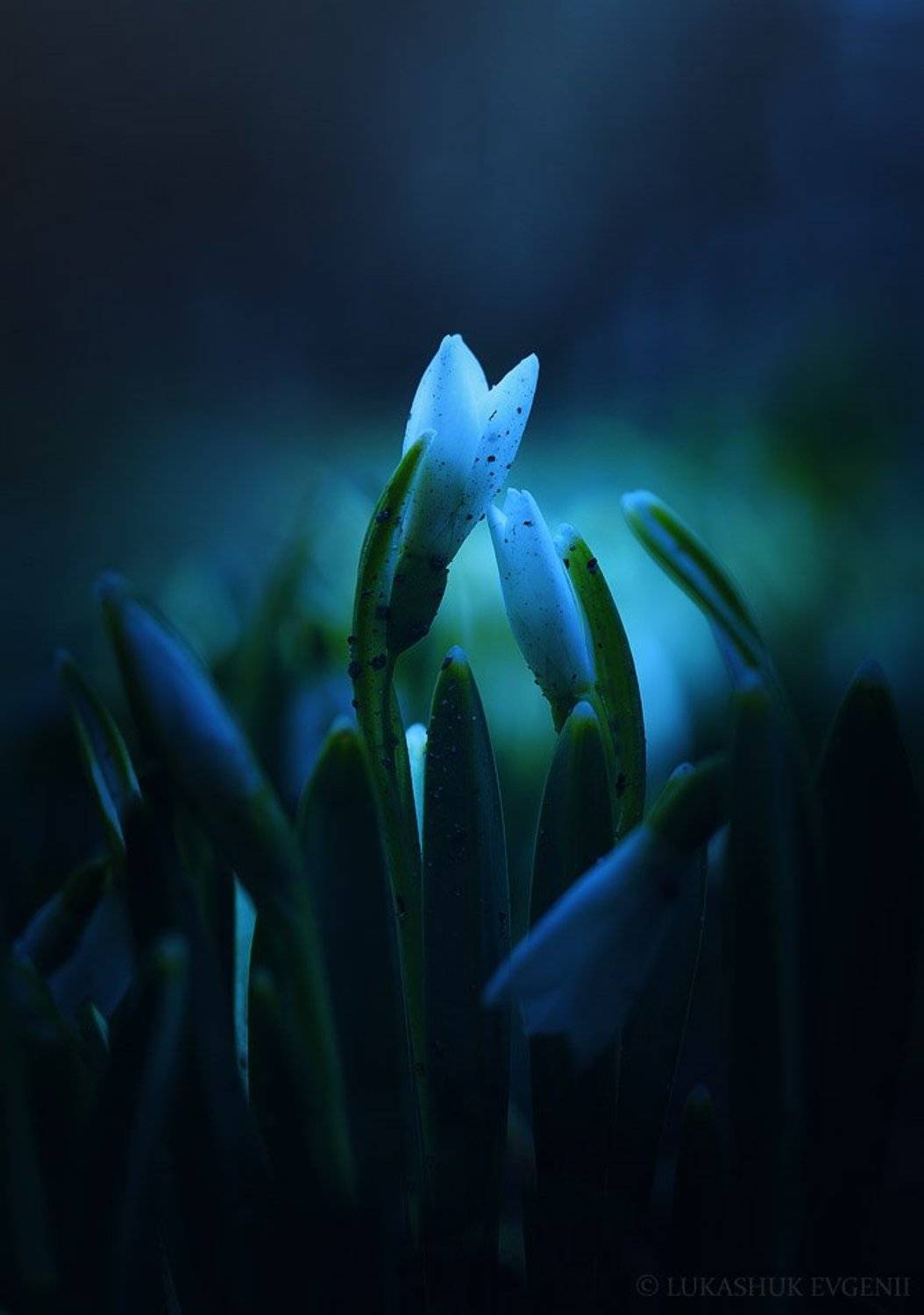 , Евгений Лукашук