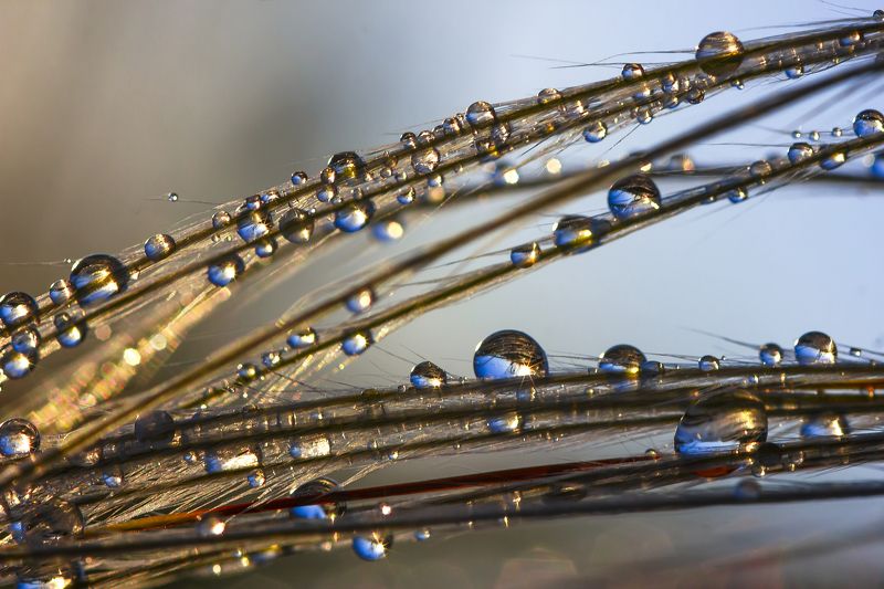 макро, дождь, капли дождя. ковыль. природа, растения После дождя фото превью