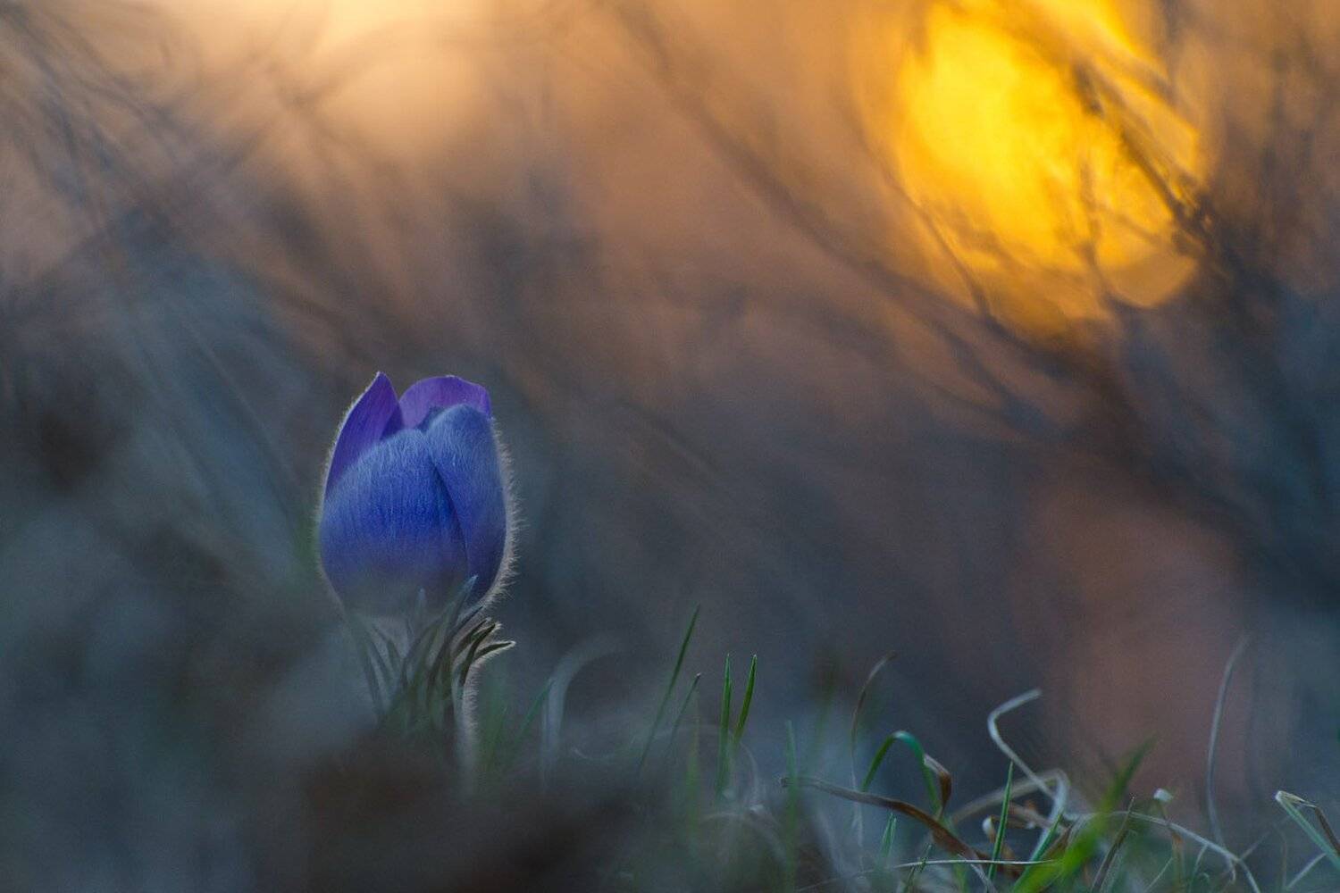 сон - трава, вечер, весна, Михаил Агеев