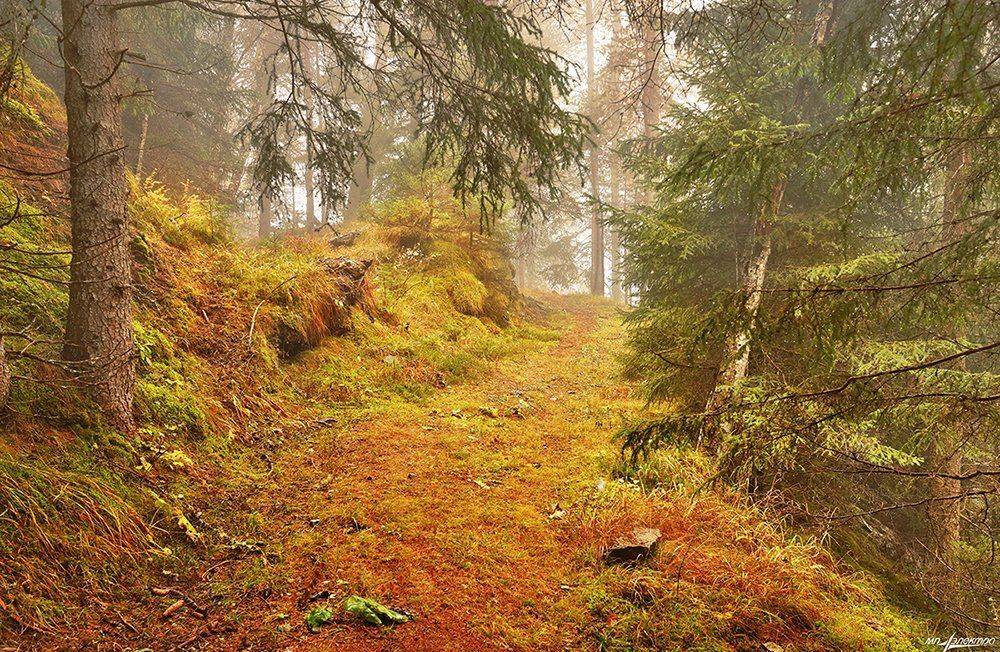 swiss, Матвеев Николай