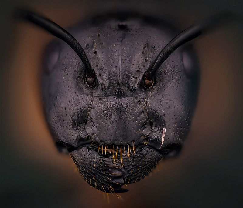 Camponotus фото превью