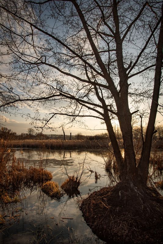 угодья бобров фото превью
