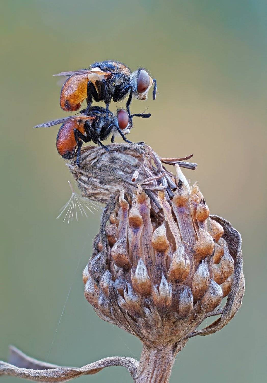 , Чепленко Алексей