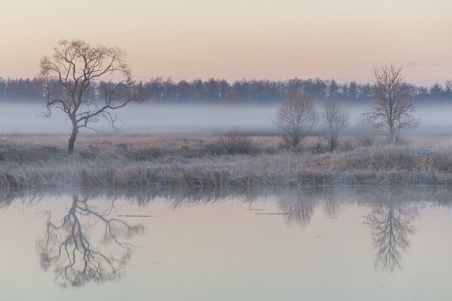 , Дмитрий Новоселов