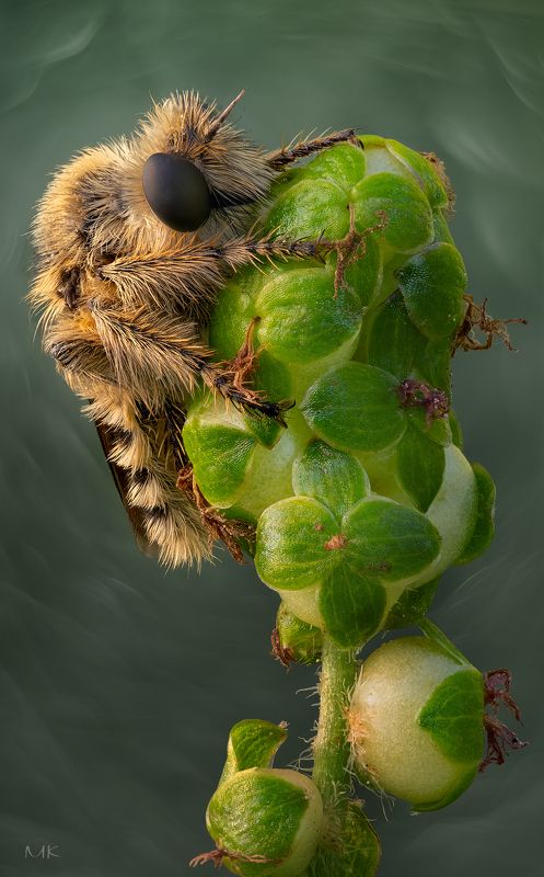 ктырь, robber fly, asilidae Мохнатый разбойник фото превью