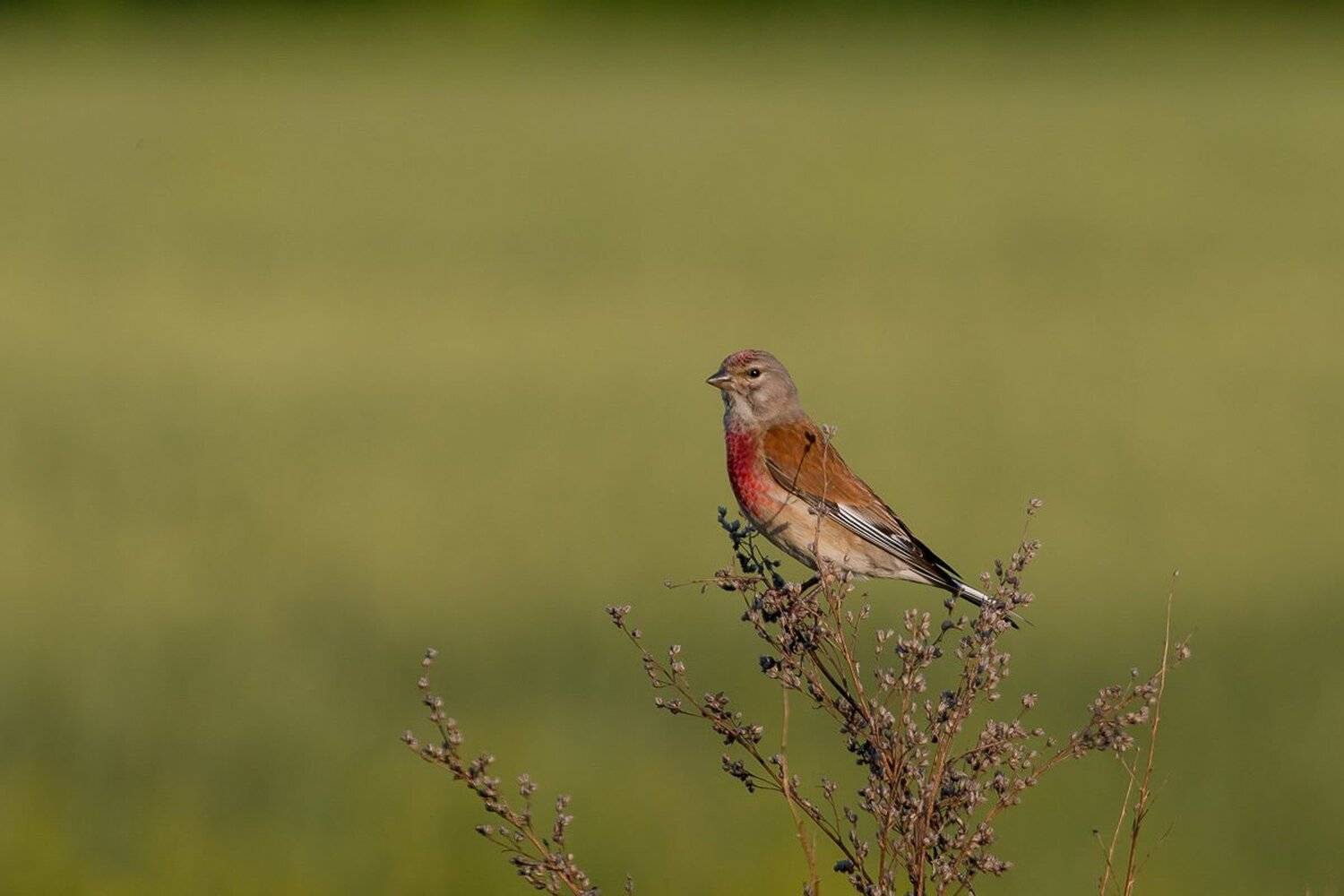 птицы, коноплянка, реполов, wildlife, birds, лето, common linnet, Алексей Юденков