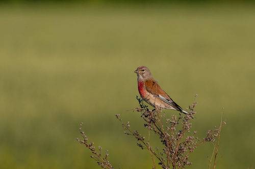 Коноплянка (реполов)